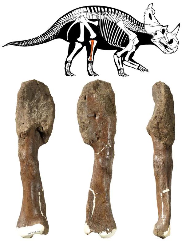 史前巨兽也怕癌症！恐龙化石发现7600万年前恶性肿瘤痕迹-3.jpg